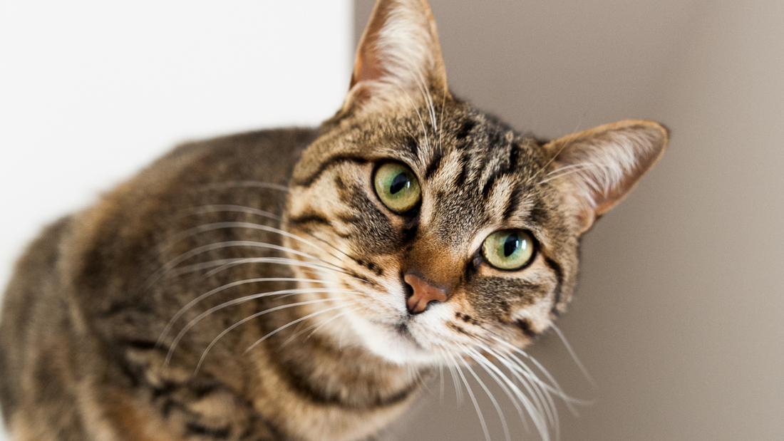 A vet’s guide cat arthritis: signs, causes & treatment