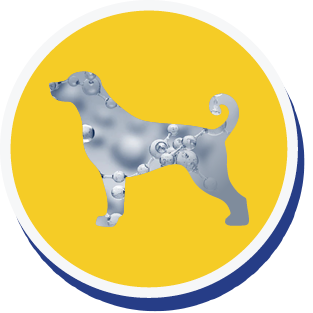 yellow circle with grey dog silhouette containing molecules representing hyaluronic acid reaching dogs joints